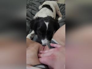 Extreme Bestiality Video: Dog Licking
