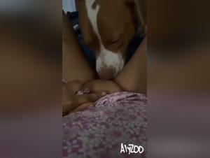wild dog sex frenzies and intense pleasure