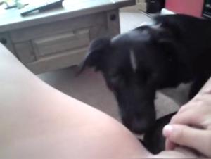 Dog Sex Video