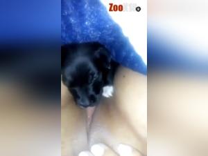 Dog sucking clitoris