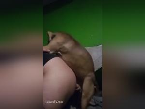 Mastering Small Dog Training Techniques