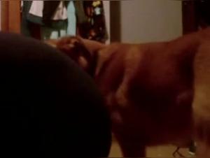 Submissive woman and her dog: a shocking bestiality video