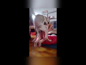 Bestialitat-Sexvideo mit asiatischer Frau und Hund