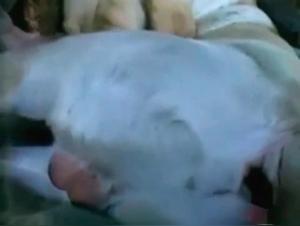 Mother and Daughter in Acts of Bestiality