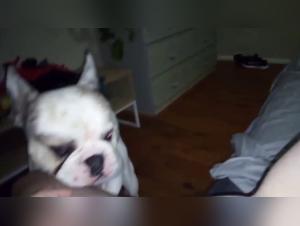 Dog Zoophilia Encounters - Unleashed Desires