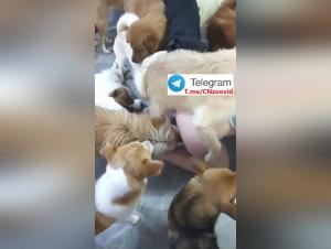 Chinese femme chien debut 28