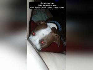 Woman and Dog: A Forbidden Meeting