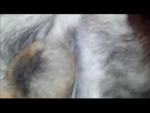 Sex with Dog Video - Hot Dog Fucking