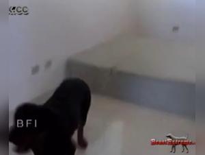 Forbidden Meeting: Woman and Dog