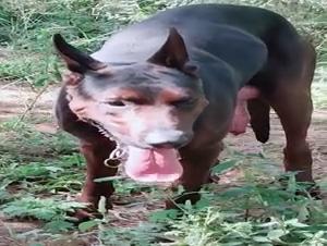 A lesbian woman having sex with her dog, a horny and fuckable bitch