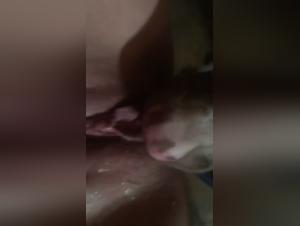Dog sex video: licking and female ejaculation