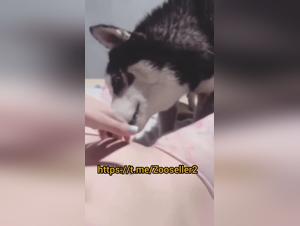 Hund vergewaltigt eine Frau