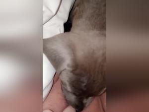 Chien léche une prostituée