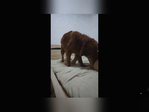 tierliebe extrems