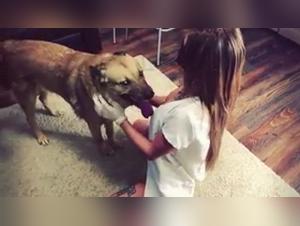 Bestiality with a dog: A story of passion and pleasure