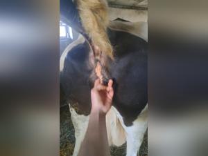 my dog f*ck a woman at zoo