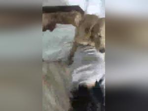 Bestiality: Japanese woman and her dog