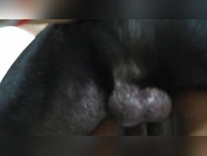 Salon Sex Slave Dog Fucks Her Cat with her Dog