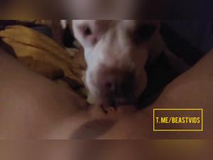 Woman Dog Sex - Extreme XXX