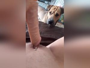 Sex with dogs: hardcore bestiality videos