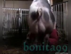 Bestiality: A Forbidden Encounter