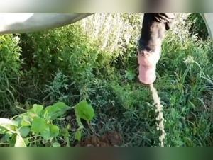 Horse with a powerful jet in slow motion