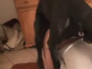 Verbotene Begegnung: Frau und Hund