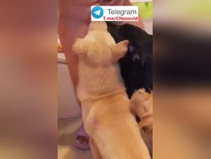 Asiatische Pute Hund Sex Geld - Teil 1