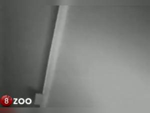 Intimate Video with a Dog