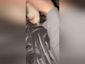Zoo Art: Girl Fucking Dog, Hardcore Bestiality Videos