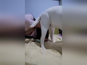 delving into tiktok's bestiality content