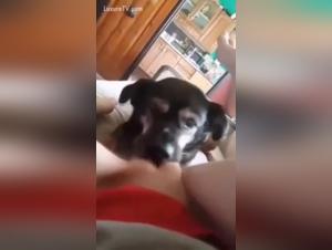 Well trained for canine pleasure: a unique beastly experience