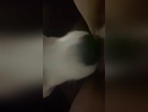 A beastly encounter with a husky - Hard zoophilia video