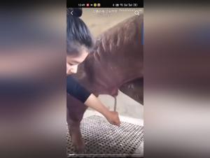 baise animale : soumission et juteuses salopes