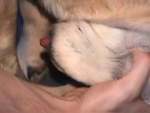 French Dogfuck XXX: Unleashing Hardcore Desire with Sluts & Canines