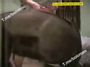 fucking animals kinkcafe