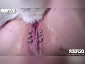 Canine Sex Slave - Extreme Bestiality Video