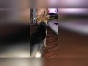 Sonya's Forbidden Love: A Zoophilia Experience