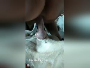 wife squats with dog: forbidden fetish compilation