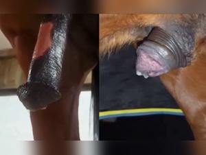 Forbidden Frontiers: Bestiality Links