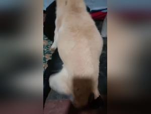 Forbidden Love: Intimate Moments with Man's Best Friend