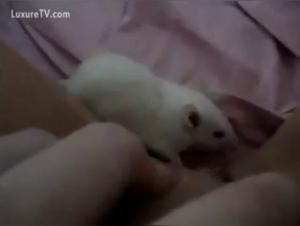 Bestiality with a rat: an extreme experience