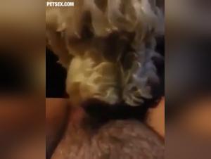 Chien lèche cette salope