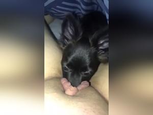 puta y su perro: videos porno extremos