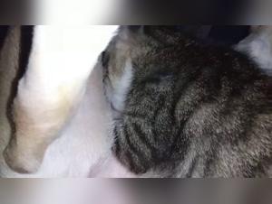 Pregnant Woman Breastfed by a Naughty Cat - Bestiality Sex Video
