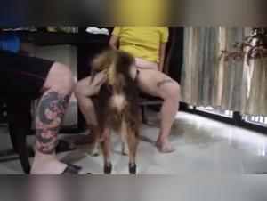 Un couple chinois baise avec leur chien
