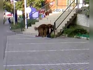 zoofilia femefun animal