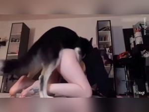 Fuego Animal, Chicas Y Perros