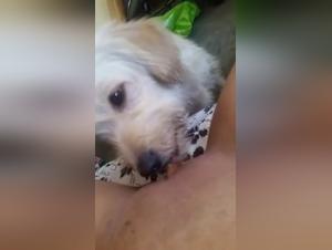 Man's Best Friend: The Ultimate Sexual Companion