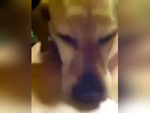 Sex videos with dogs